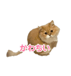 ねこ様スタンプ3（個別スタンプ：21）