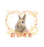 おてんばライオンうさぎのてんちゃんです（個別スタンプ：1）