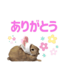 おてんばライオンうさぎのてんちゃんです（個別スタンプ：2）