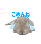 おてんばライオンうさぎのてんちゃんです（個別スタンプ：3）