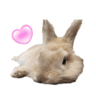 おてんばライオンうさぎのてんちゃんです（個別スタンプ：5）