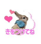 おてんばライオンうさぎのてんちゃんです（個別スタンプ：6）