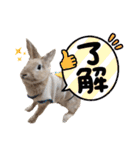 おてんばライオンうさぎのてんちゃんです（個別スタンプ：8）