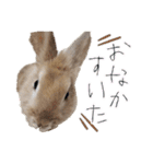 おてんばライオンうさぎのてんちゃんです（個別スタンプ：12）