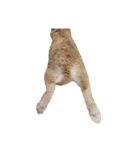 おてんばライオンうさぎのてんちゃんです（個別スタンプ：13）