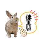 おてんばライオンうさぎのてんちゃんです（個別スタンプ：14）