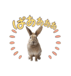 おてんばライオンうさぎのてんちゃんです（個別スタンプ：16）