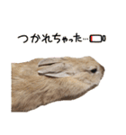 おてんばライオンうさぎのてんちゃんです（個別スタンプ：18）