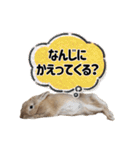 おてんばライオンうさぎのてんちゃんです（個別スタンプ：20）