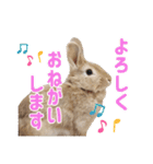 おてんばライオンうさぎのてんちゃんです（個別スタンプ：23）
