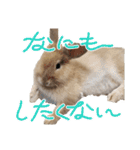 おてんばライオンうさぎのてんちゃんです（個別スタンプ：28）