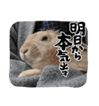 おてんばライオンうさぎのてんちゃんです（個別スタンプ：29）