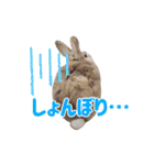 おてんばライオンうさぎのてんちゃんです（個別スタンプ：30）