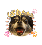チワワのセンタ君❹（個別スタンプ：8）