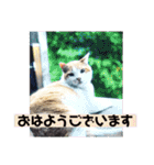 チャビとハナと時々マロン（個別スタンプ：1）