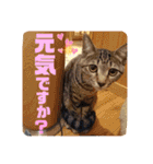 チャビとハナと時々マロン（個別スタンプ：5）
