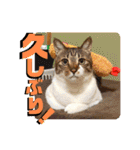 チャビとハナと時々マロン（個別スタンプ：6）