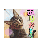 チャビとハナと時々マロン（個別スタンプ：7）