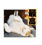 チャビとハナと時々マロン（個別スタンプ：8）