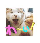 チャビとハナと時々マロン（個別スタンプ：9）