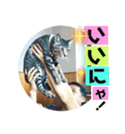 チャビとハナと時々マロン（個別スタンプ：10）