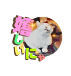 チャビとハナと時々マロン（個別スタンプ：11）
