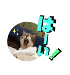 チャビとハナと時々マロン（個別スタンプ：13）