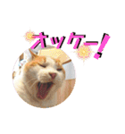 チャビとハナと時々マロン（個別スタンプ：14）