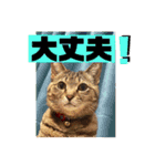 チャビとハナと時々マロン（個別スタンプ：16）
