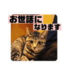 チャビとハナと時々マロン（個別スタンプ：17）