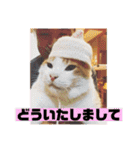 チャビとハナと時々マロン（個別スタンプ：19）