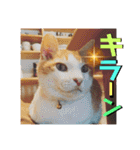 チャビとハナと時々マロン（個別スタンプ：21）