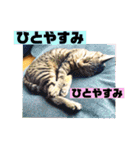 チャビとハナと時々マロン（個別スタンプ：23）
