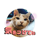 チャビとハナと時々マロン（個別スタンプ：24）