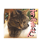 チャビとハナと時々マロン（個別スタンプ：25）