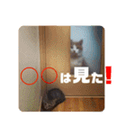 チャビとハナと時々マロン（個別スタンプ：27）