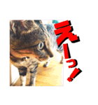 チャビとハナと時々マロン（個別スタンプ：28）