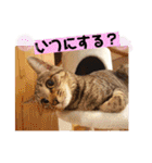 チャビとハナと時々マロン（個別スタンプ：30）
