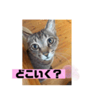 チャビとハナと時々マロン（個別スタンプ：31）