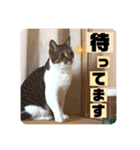 チャビとハナと時々マロン（個別スタンプ：32）