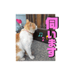 チャビとハナと時々マロン（個別スタンプ：33）