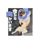 チャビとハナと時々マロン（個別スタンプ：34）