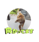 チャビとハナと時々マロン（個別スタンプ：35）
