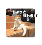 チャビとハナと時々マロン（個別スタンプ：36）