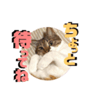 チャビとハナと時々マロン（個別スタンプ：37）