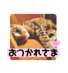 チャビとハナと時々マロン（個別スタンプ：39）