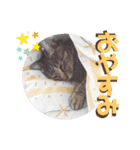 チャビとハナと時々マロン（個別スタンプ：40）