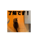 なんか使えるアニメーション猫（個別スタンプ：8）