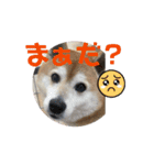 柴犬サクラ其の漆（個別スタンプ：1）