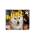 柴犬サクラ其の漆（個別スタンプ：2）